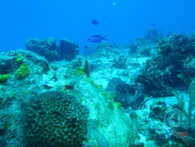 paisaje submarino playa del carmen